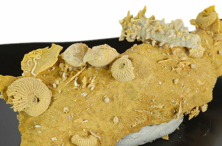 Miniature Ammonite, Brachiopod, Coral Fossil Cluster - France